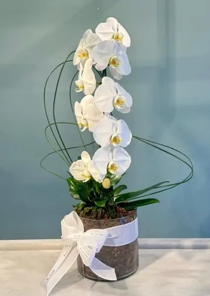ORQUÍDEA CASCATA 1 HASTE EM VASO DE VIDRO