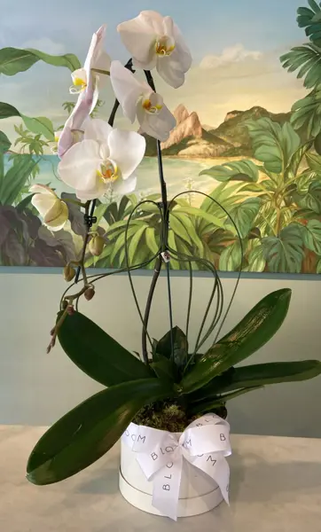 ORQUÍDEA CASCATA EM CAIXA FINA