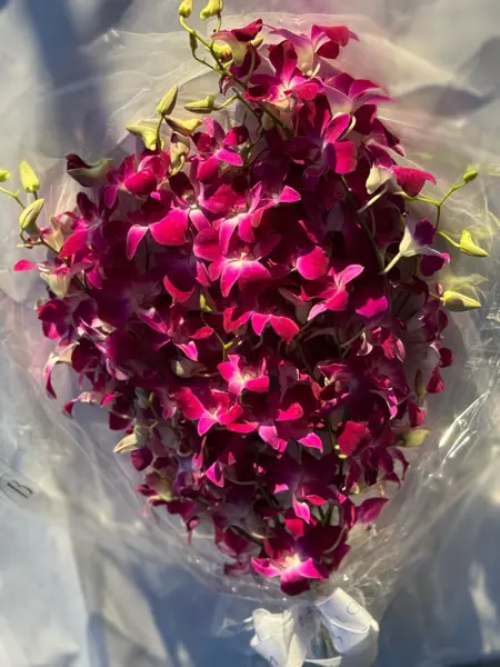BOUQUET DE ORQUÍDEAS DENPHALIS