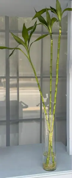 3 HASTES DE BAMBU DA FELICIDADE EM VASO DE VIDRO 