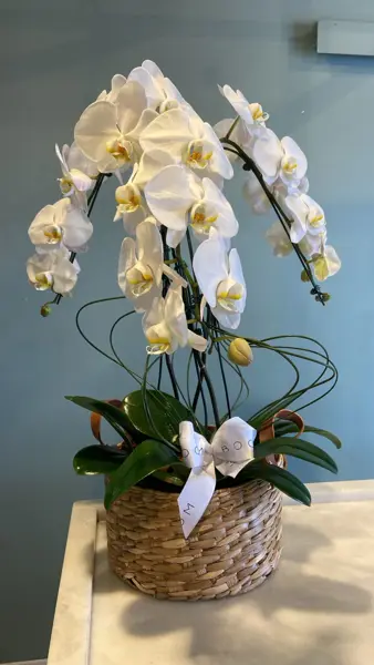 ORQUÍDEAS EM CESTO DE PALHA